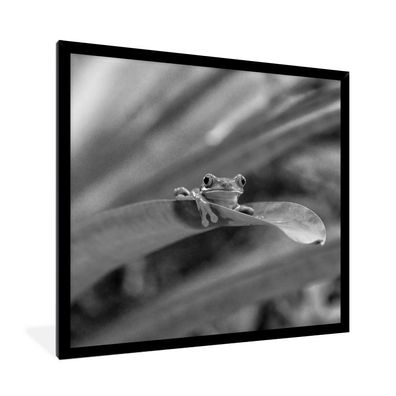 Poster - 40x40 cm - Rotaugenmakak-Frosch zwischen den Blättern in Costa Rica in
