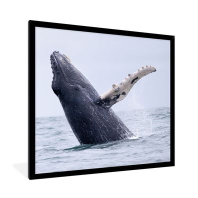 Poster - 40x40 cm - Buckelwal im Meer vor Costa Rica