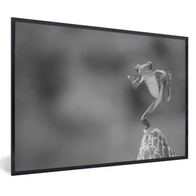 Poster - 60x40 cm - Der Rotaugenlaubfrosch in Costa Rica in schwarz-weiß