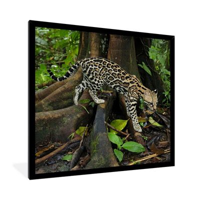 Poster - 40x40 cm - Ozelot im Dschungel von Costa Rica