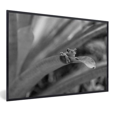 Poster - 120x80 cm - Rotaugenmakak-Frosch zwischen den Blättern in Costa Rica in