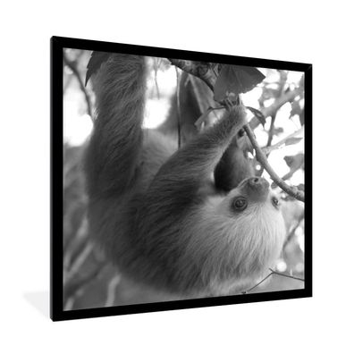 Poster - 40x40 cm - Baby-Faultier im Regenwald von Costa Rica in schwarz und