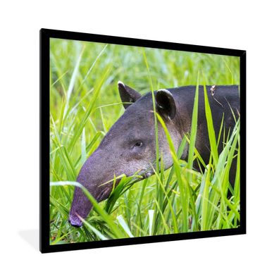 Poster - 40x40 cm - Mittelamerikanischer Tapir im Nationalpark von Costa Rica