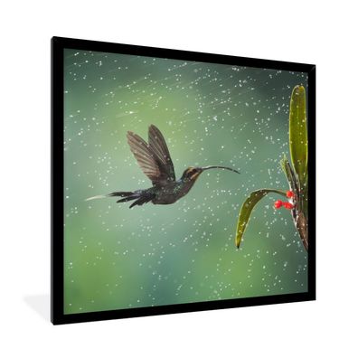 Poster - 40x40 cm - Kolibri im Regen in der Natur von Costa Rica