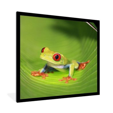 Poster - 40x40 cm - Rotäugiger Laubfrosch auf einem Blatt in Costa Rica