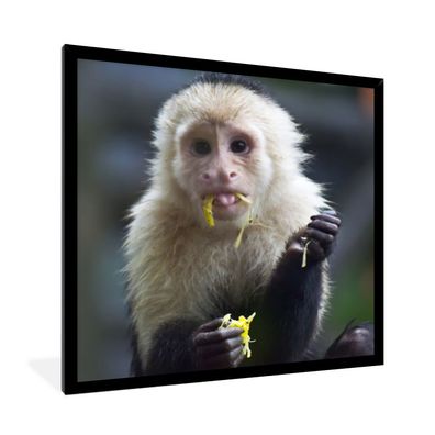 Poster - 40x40 cm - Fruchtfressendes Kapuzineräffchen in Costa Rica