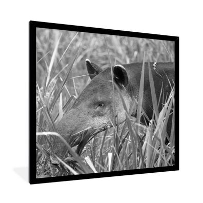 Poster - 40x40 cm - Mittelamerikanischer Tapir im Nationalpark von Costa Rica in