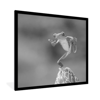 Poster - 40x40 cm - Der Rotaugenlaubfrosch in Costa Rica in schwarz-weiß
