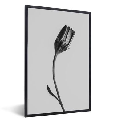 Poster - 80x120 cm - Pflanze - Makro - Schwarz - Weiß