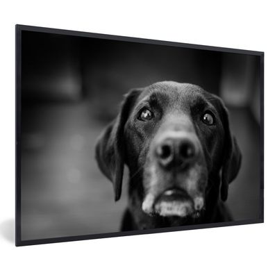 Poster - 90x60 cm - Tierprofil Labrador Hund in schwarz und weiß