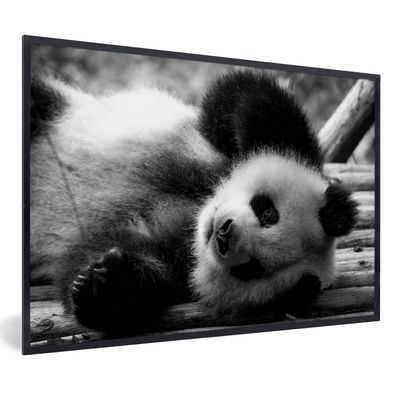 Poster - 90x60 cm - Tierprofil rollenden Panda in schwarz und weiß