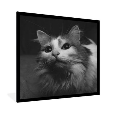 Poster - 40x40 cm - Tierprofil Katze in Schwarz und Weiß