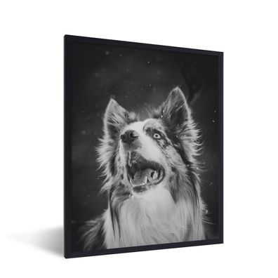 Poster - 60x80 cm - Tierporträt Border Collie in schwarz und weiß