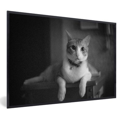 Poster - 90x60 cm - Tierprofil liegende Katze in Schwarz und Weiß