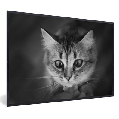 Poster - 90x60 cm - Tierprofil riechende Katze in schwarz und weiß