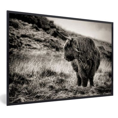 Schottisches Hochlandrind - Poster - 120x80 cm - Schottischer Highlander - Kühe