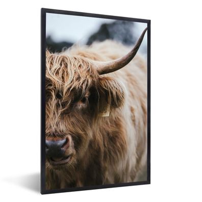 Schottisches Hochlandrind - Poster - 40x60 cm - Schottischer Highlander - Tiere