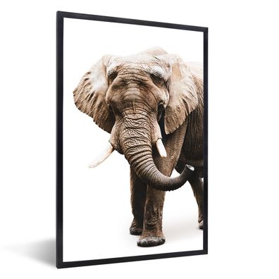 Poster - 20x30 cm - Elefant - Weiß - Tiere