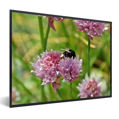 Poster - 80x60 cm - Biene sucht auf Schnittlauchblüte nach Nektar