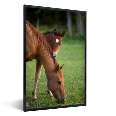 Poster - 80x120 cm - Pferde - Gras - Porträt