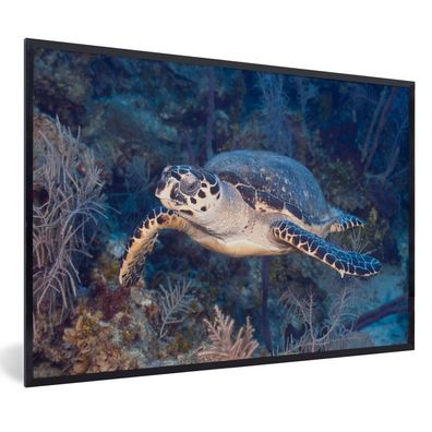 Poster - 60x40 cm - Schildkröte schwimmt über einem tropischen Korallenriff im