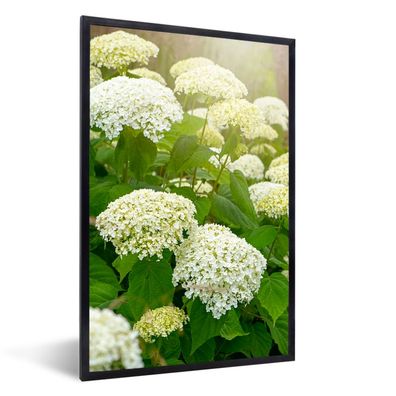 Poster - 80x120 cm - Ein Meer von weißen Hortensien