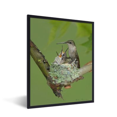 Poster - 30x40 cm - Vögel - Kolibri - Jungtiere