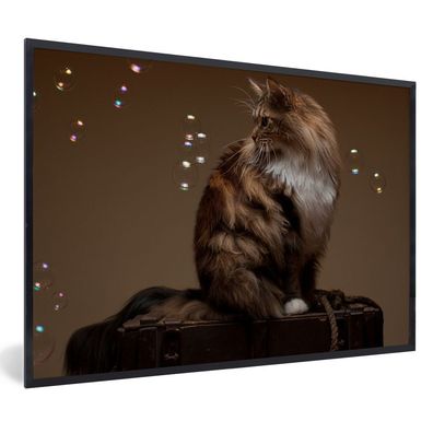 Poster - 60x40 cm - Braune Maine Coon Katze sitzt auf einer alten Schachtel