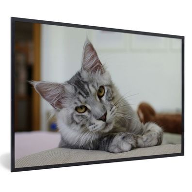 Poster - 60x40 cm - Eine liegende graue Maine Coon Katze