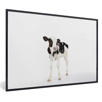 Poster - 60x40 cm - Kuh - Kalb - Weiß - Tiere