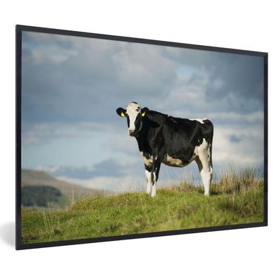Poster - 60x40 cm - Kuh - Schwarz - Gras - Tiere