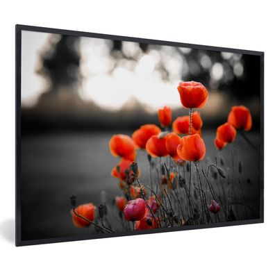 Poster - 90x60 cm - Rote Mohnblumen vor schwarzem und weißem Hintergrund