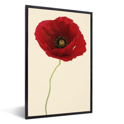 Poster - 60x90 cm - Nahaufnahme einer roten Mohnblume