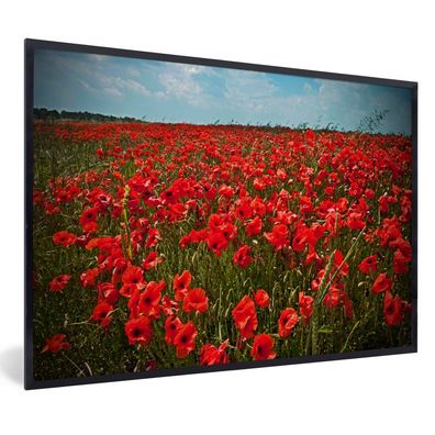 Poster - 30x20 cm - Eine Wiese voller Mohnblumen