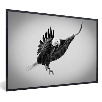 Poster - 90x60 cm - Adler im Angriff Fotodruck - schwarz und weiß