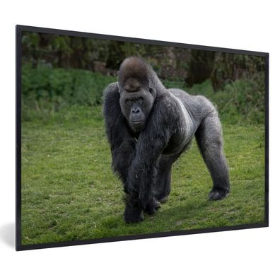 Poster - 60x40 cm - Ein Gorilla geht auf seinen Händen und Beinen