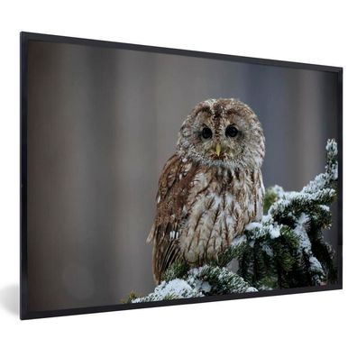 Poster - 60x40 cm - Ein Schneekauz schaut in die Kamera
