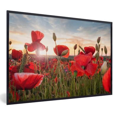 Poster - 60x40 cm - Sonnenuntergang hinter den schönen Mohnblumen