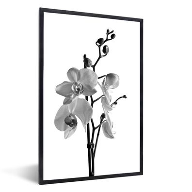 Poster - 20x30 cm - Weiße Mottenorchidee - schwarz und weiß