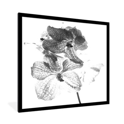Poster - 60x80 cm - Orchideen auf weißem Hintergrund - schwarz und weiß