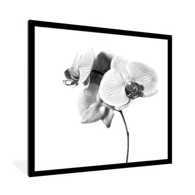 Poster - 40x40 cm - Orchideenblüte vor weißem Hintergrund - schwarz und weiß