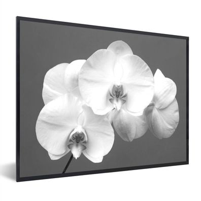 Poster - 80x60 cm - Weiße Orchidee - schwarz und weiß