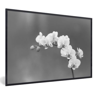Poster - 90x60 cm - Weiße Orchideen - schwarz und weiß