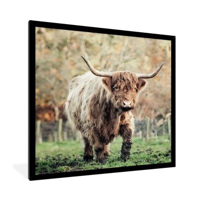 Poster - 40x40 cm - Scottish Highlander Bull - Natur - Herbst