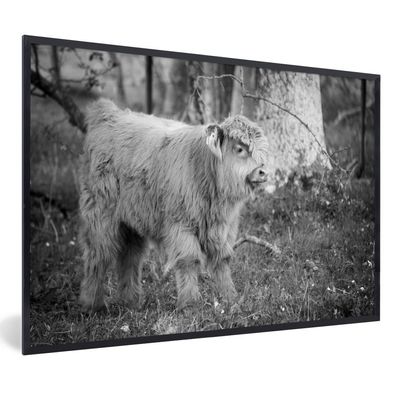 Poster - 120x80 cm - Niedliche schottische Highlander Kalb in den Wäldern -