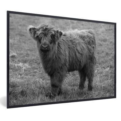 Poster - 30x20 cm - Porträt eines schottischen Highlander-Kalbs - schwarz und