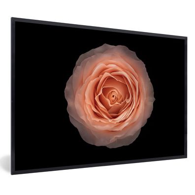 Poster - 30x20 cm - Rose - Blume - Orange