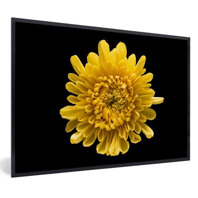 Poster - 90x60 cm - Chrysantheme - Blume - Gelb