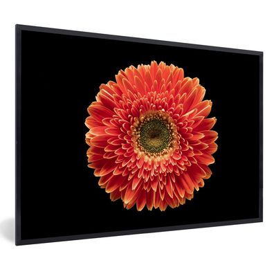 Poster - 90x60 cm - Gerbera - Blume - Rot