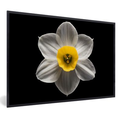 Poster - 90x60 cm - Narzisse - Blume - Weiß